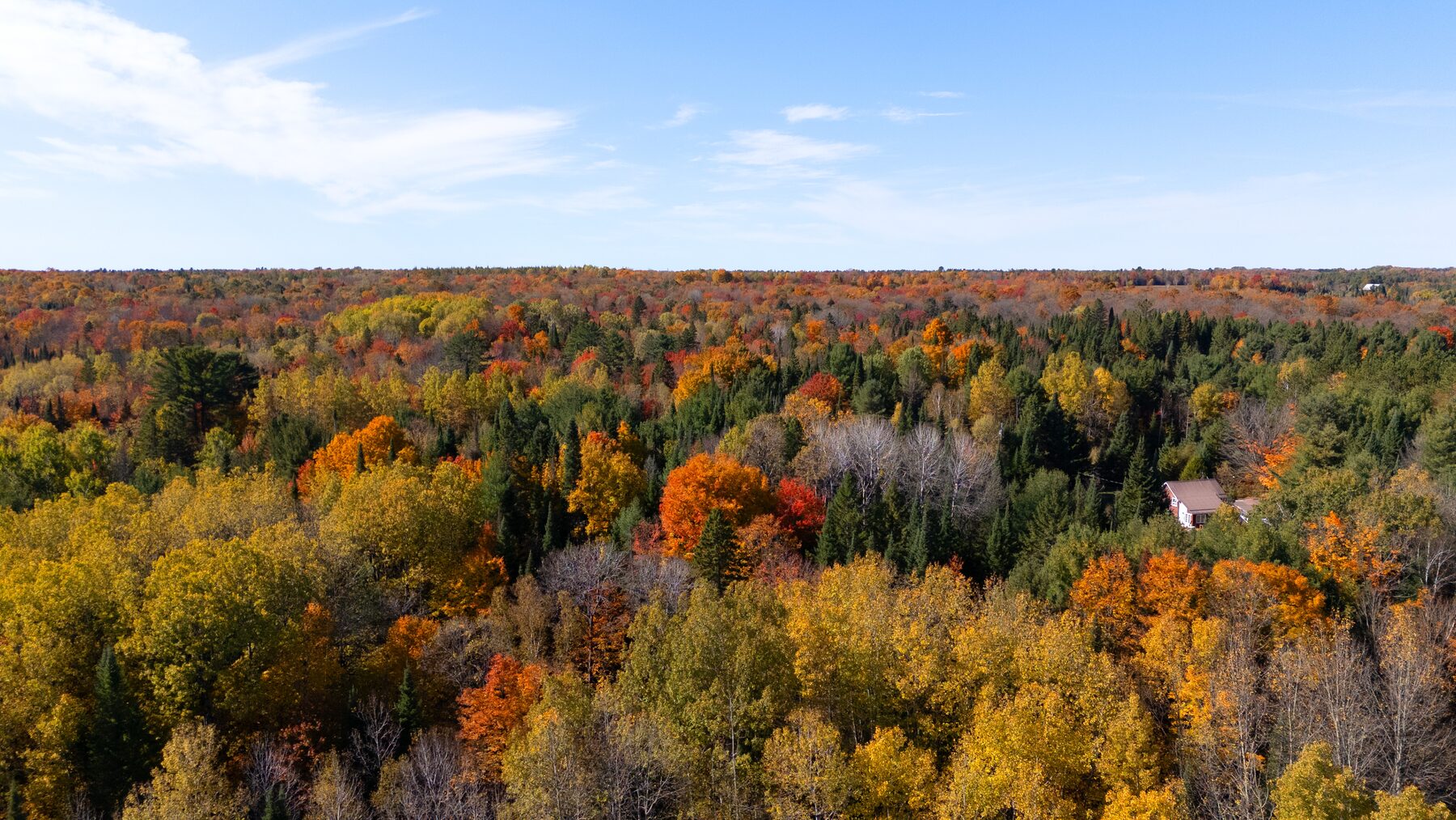 Forest canopy in peak autumn colour under a blue sky